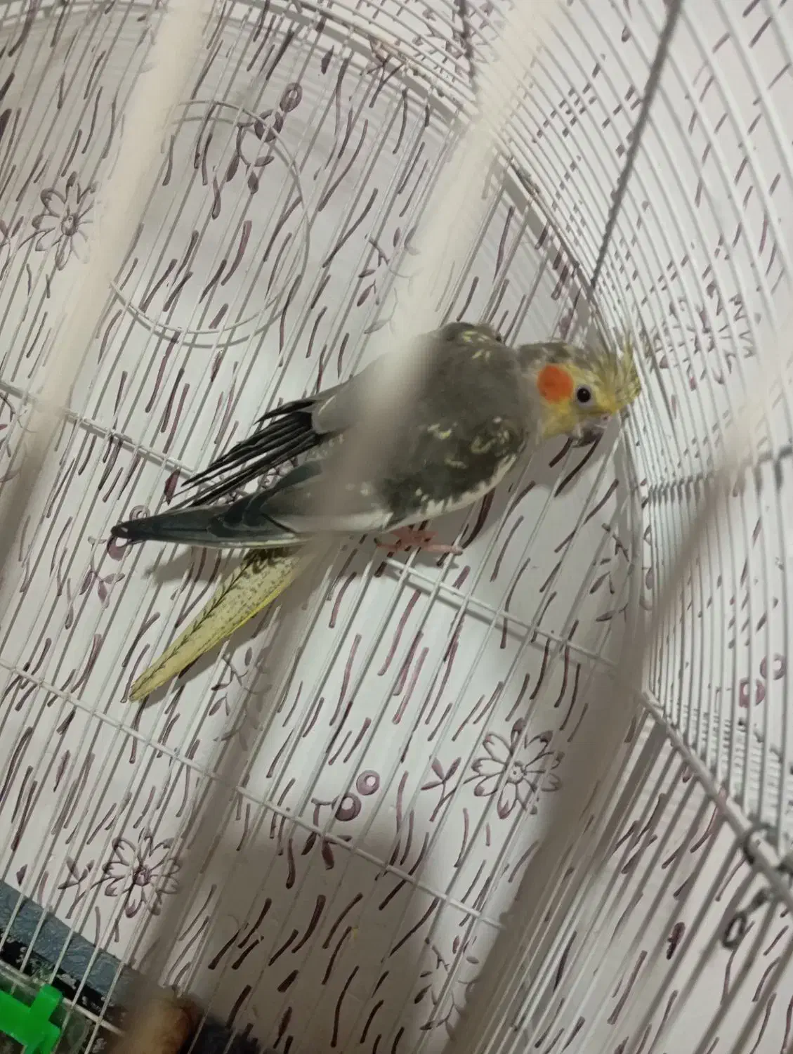 عروس هلندی|پرنده|مشهد, کوشش|دیوار