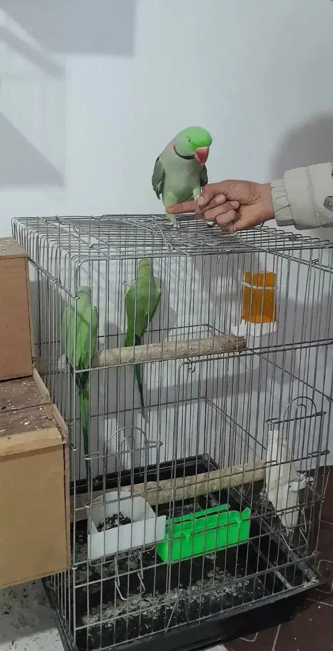 فروش شاه طوطی|پرنده|نقده, |دیوار