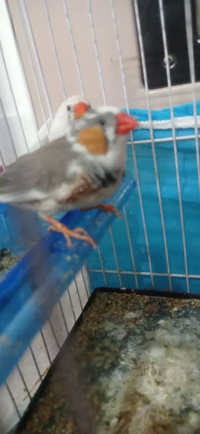 فنج|پرنده|مشهد, علی آباد|دیوار