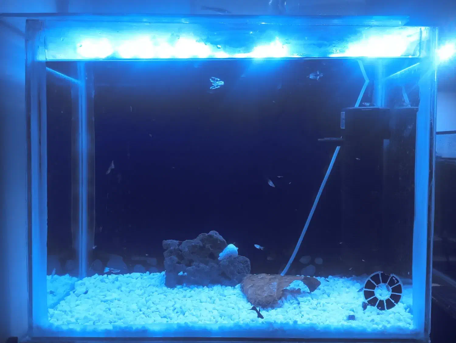 آکواریوم همراه با گوپی|ماهی|سهند, |دیوار