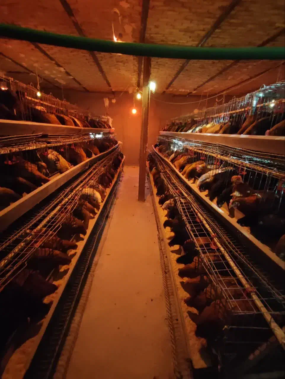 فروش مرغ و خروس محلی و گلپایگانی و لوازم مرغداری|حیوانات مزرعه|قنوات, |دیوار