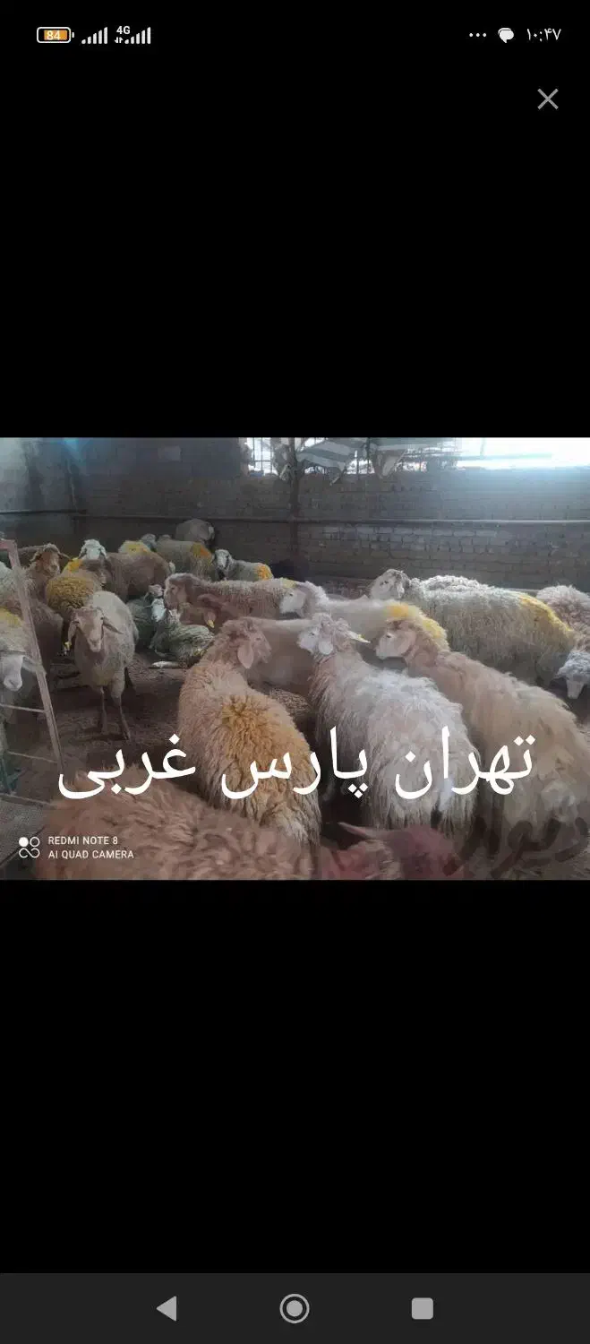 بره نر چاق زنده قپان قزل پرورش دهنده بدون واسطه|حیوانات مزرعه|تهران, زعفرانیه|دیوار