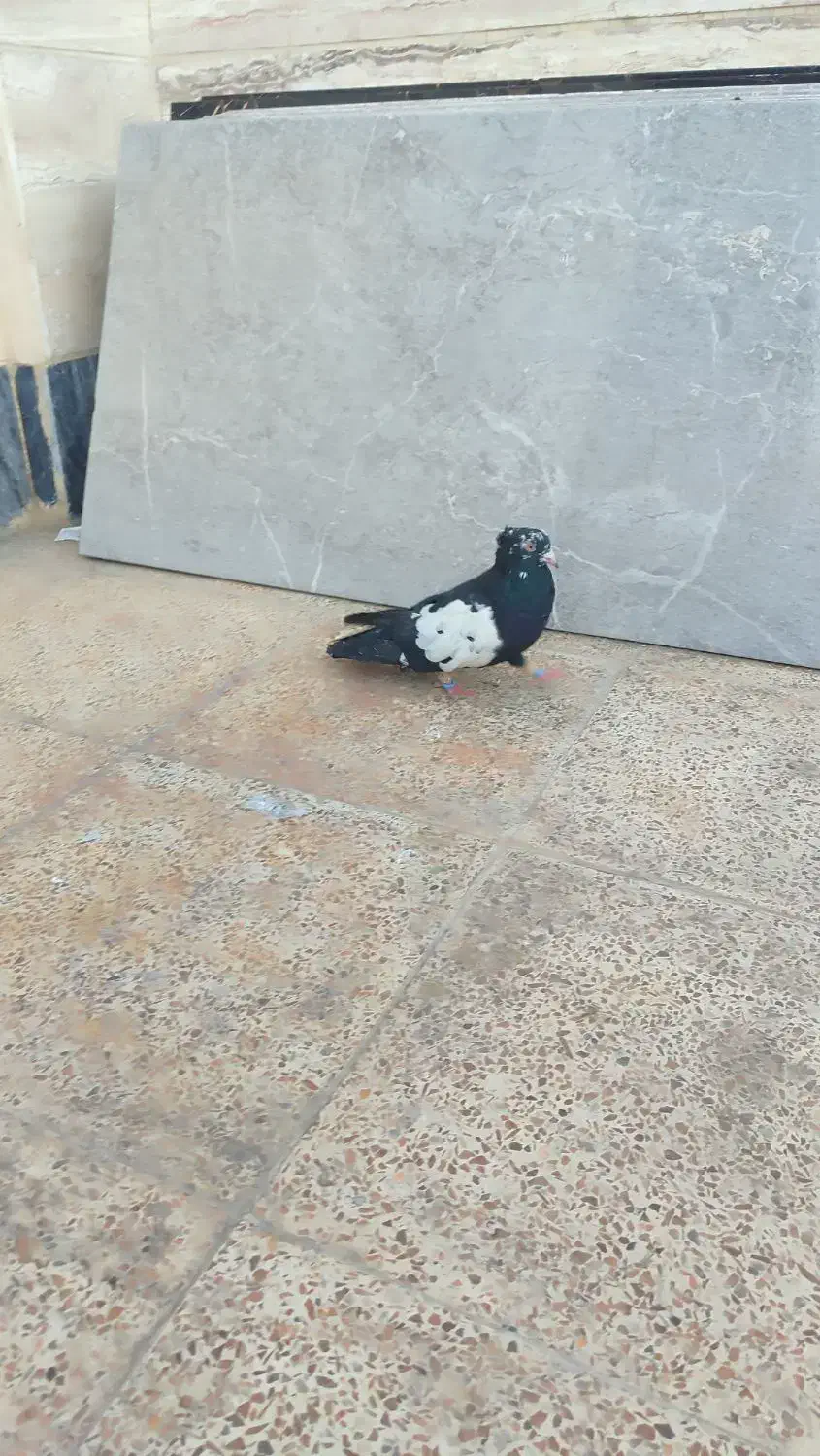 پرنده|پرنده|خرم‌آباد, |دیوار