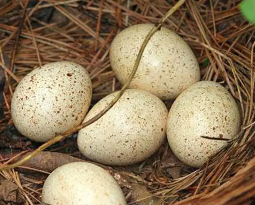 تخم بوقلمون و تخم مرغ امپراطور نطفه دار|حیوانات مزرعه|آکند, |دیوار