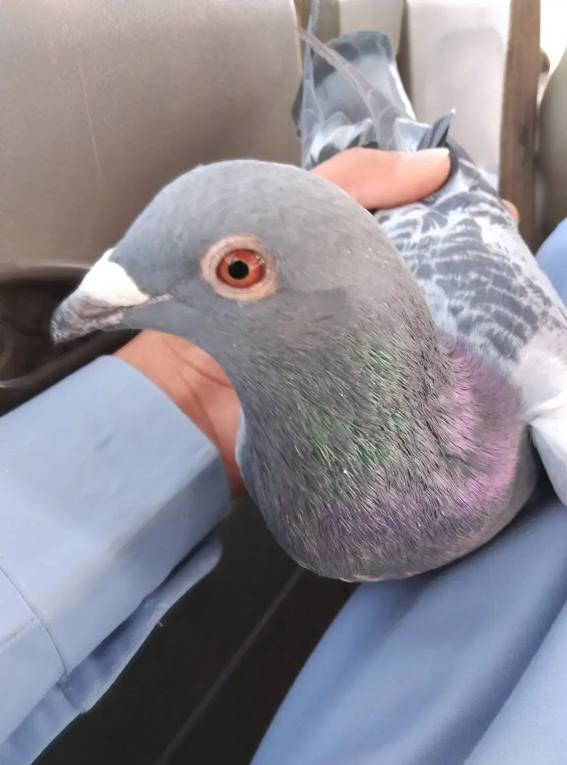 کبوتر ماده مگس|پرنده|کرباسک, |دیوار