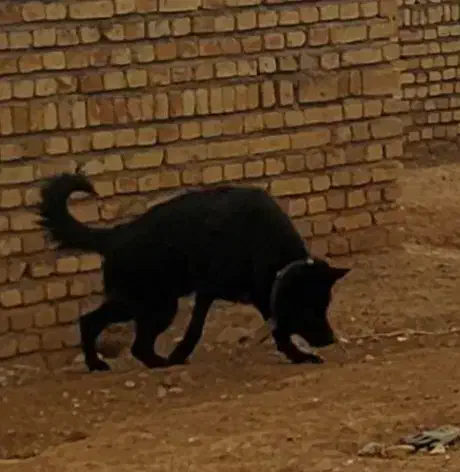 سگ ژرمن|سگ|کرج, مهرویلا جنوبی|دیوار