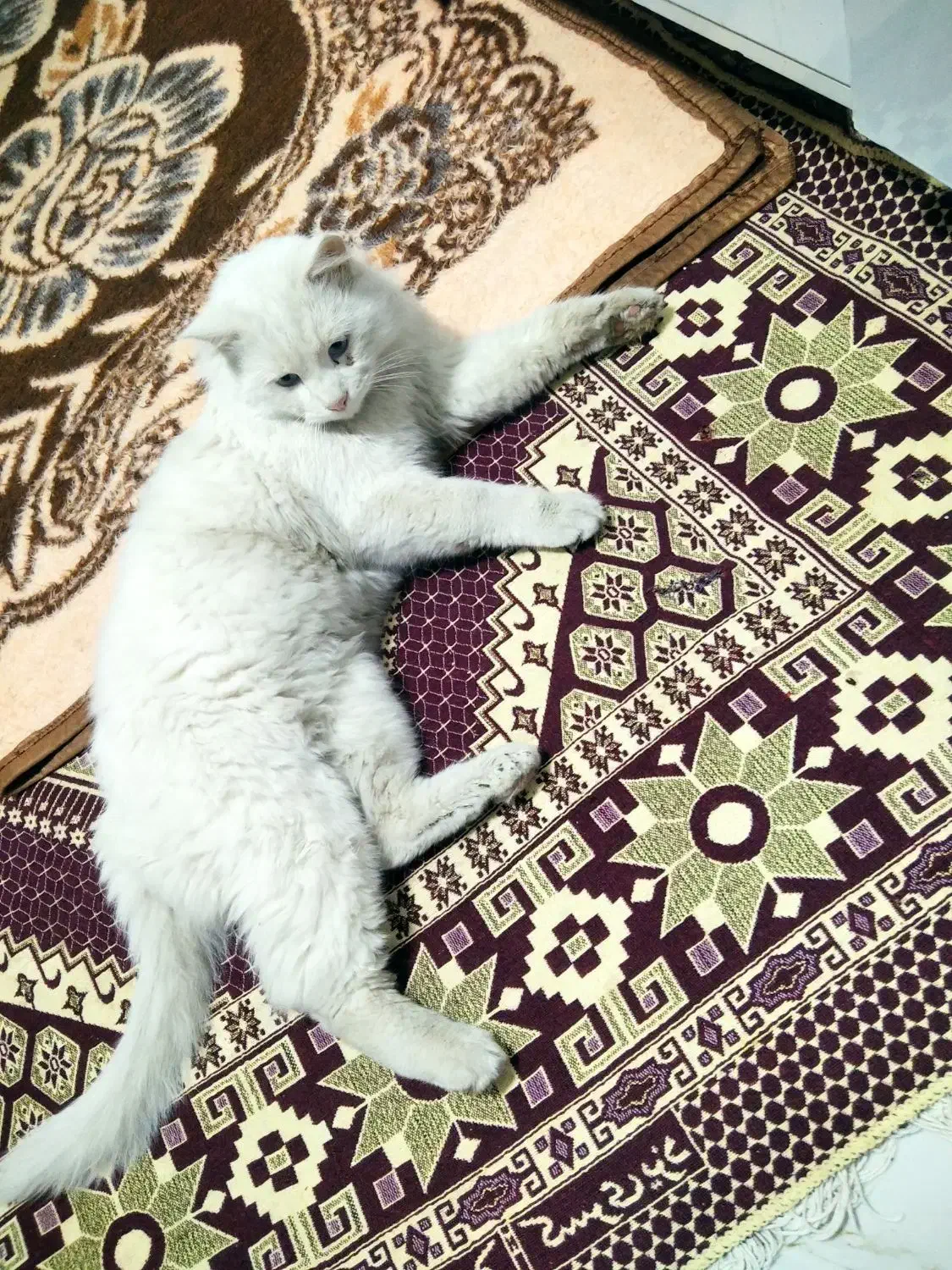 گربه خانگی|گربه|مرند, |دیوار