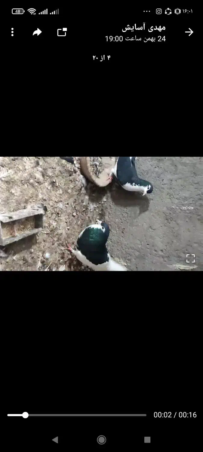 کفتر ساده|پرنده|کاشمر, |دیوار