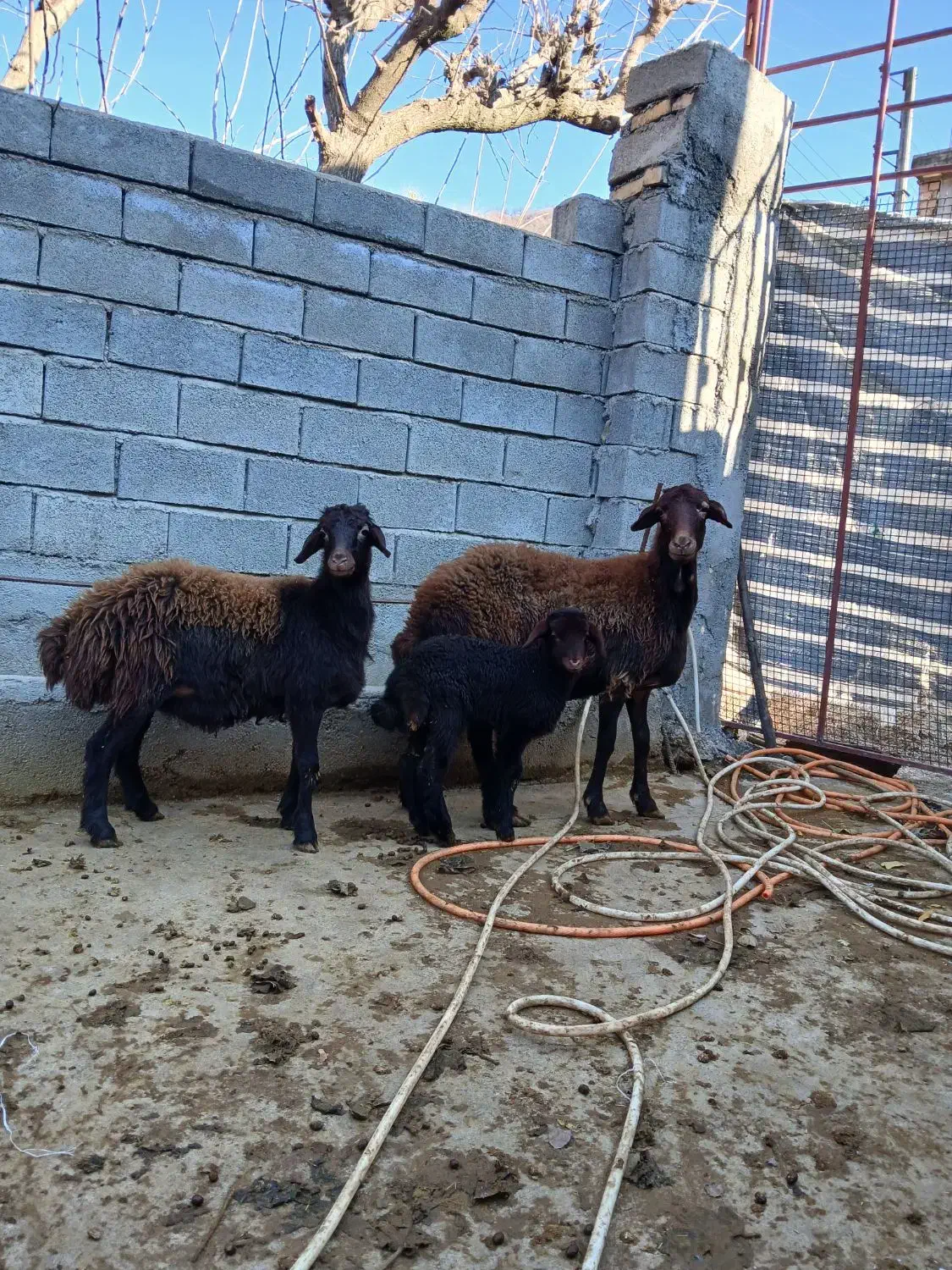 گوسفند بره دار نژاد دار فروشی|حیوانات مزرعه|مینودشت, |دیوار
