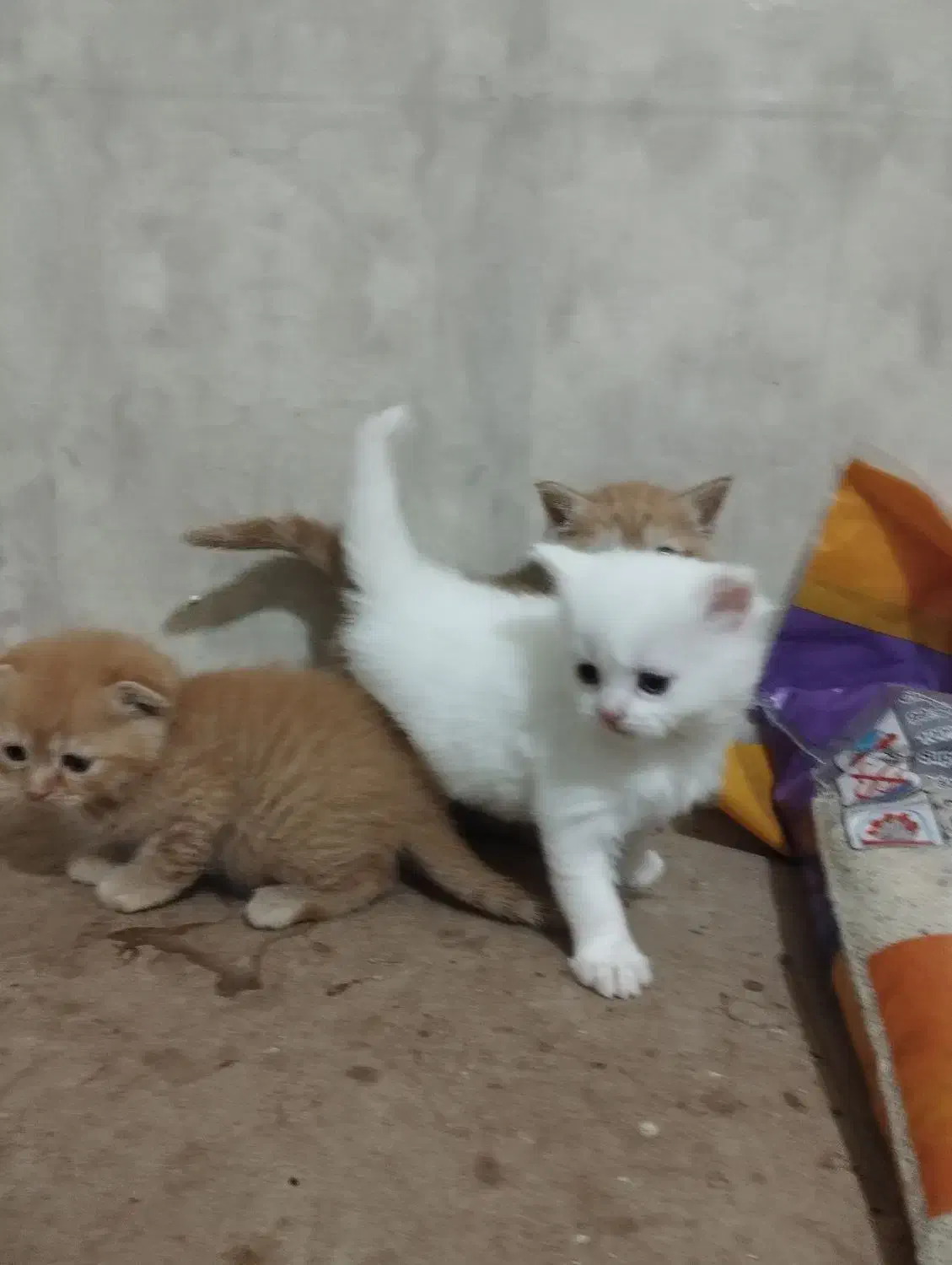 پرشین گلد -اسکاتیش کارامل،پرشین سفید|گربه|تبریز, |دیوار