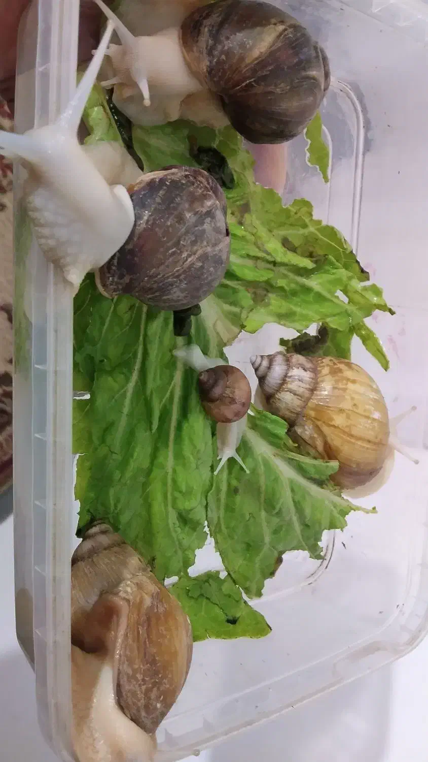 حلزون|خزنده|ارومیه, |دیوار