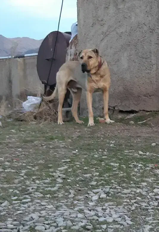 نر‌سرابی|سگ|اردبیل, |دیوار