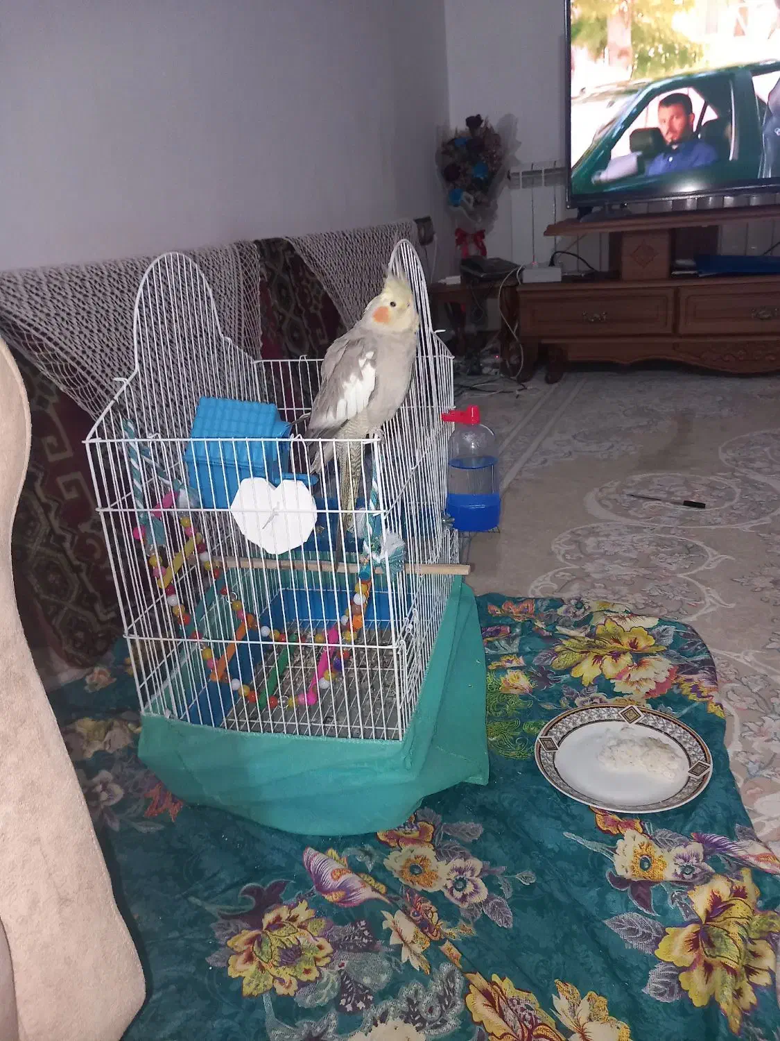 عروس هلندی|پرنده|لاهیجان, آهندان|دیوار