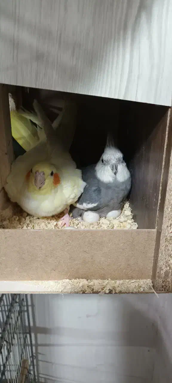 عروس هلندی مولد|پرنده|رباط‌کریم, نصیرشهر|دیوار