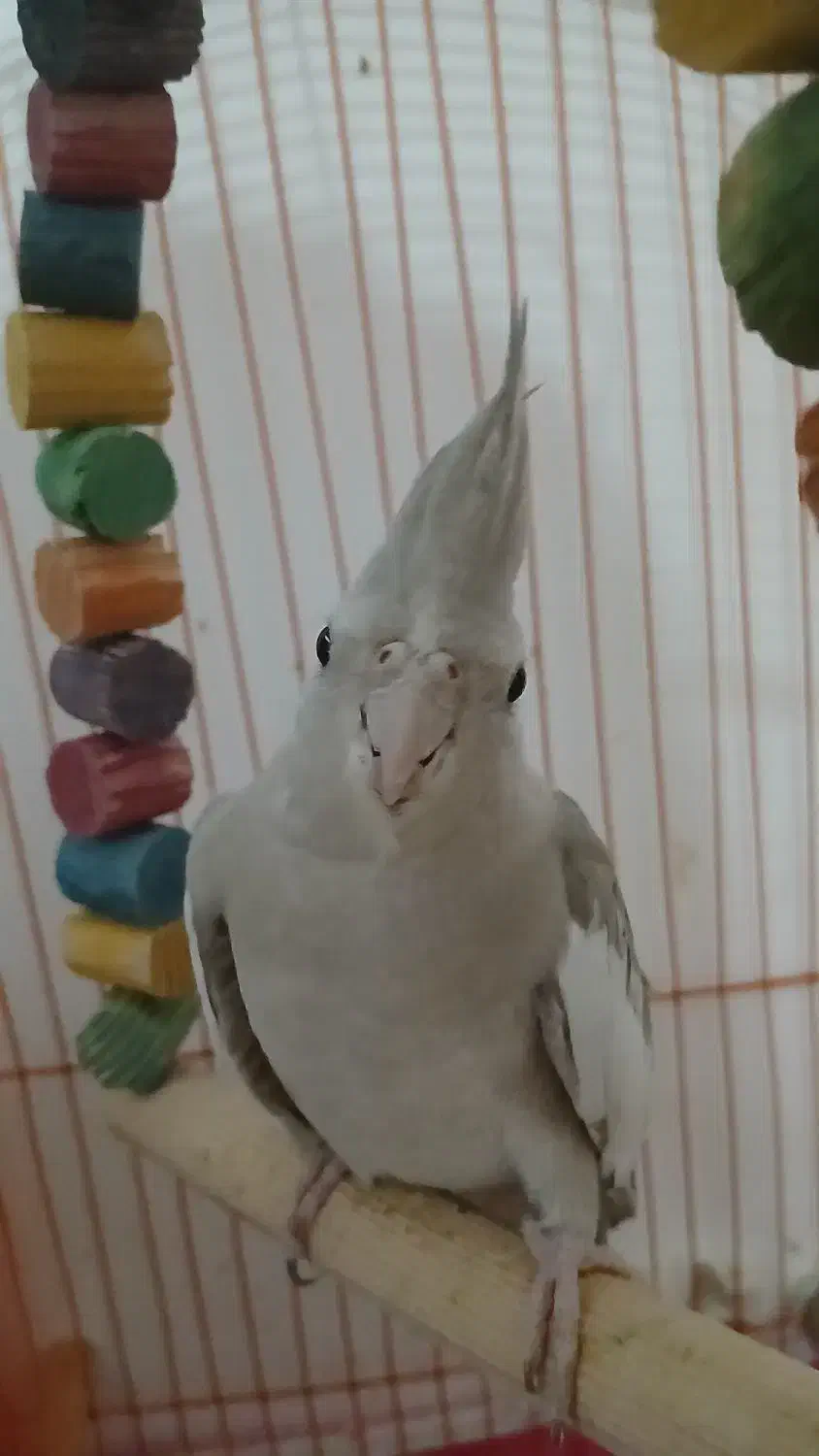 عروس هلندی|پرنده|دهلران, |دیوار