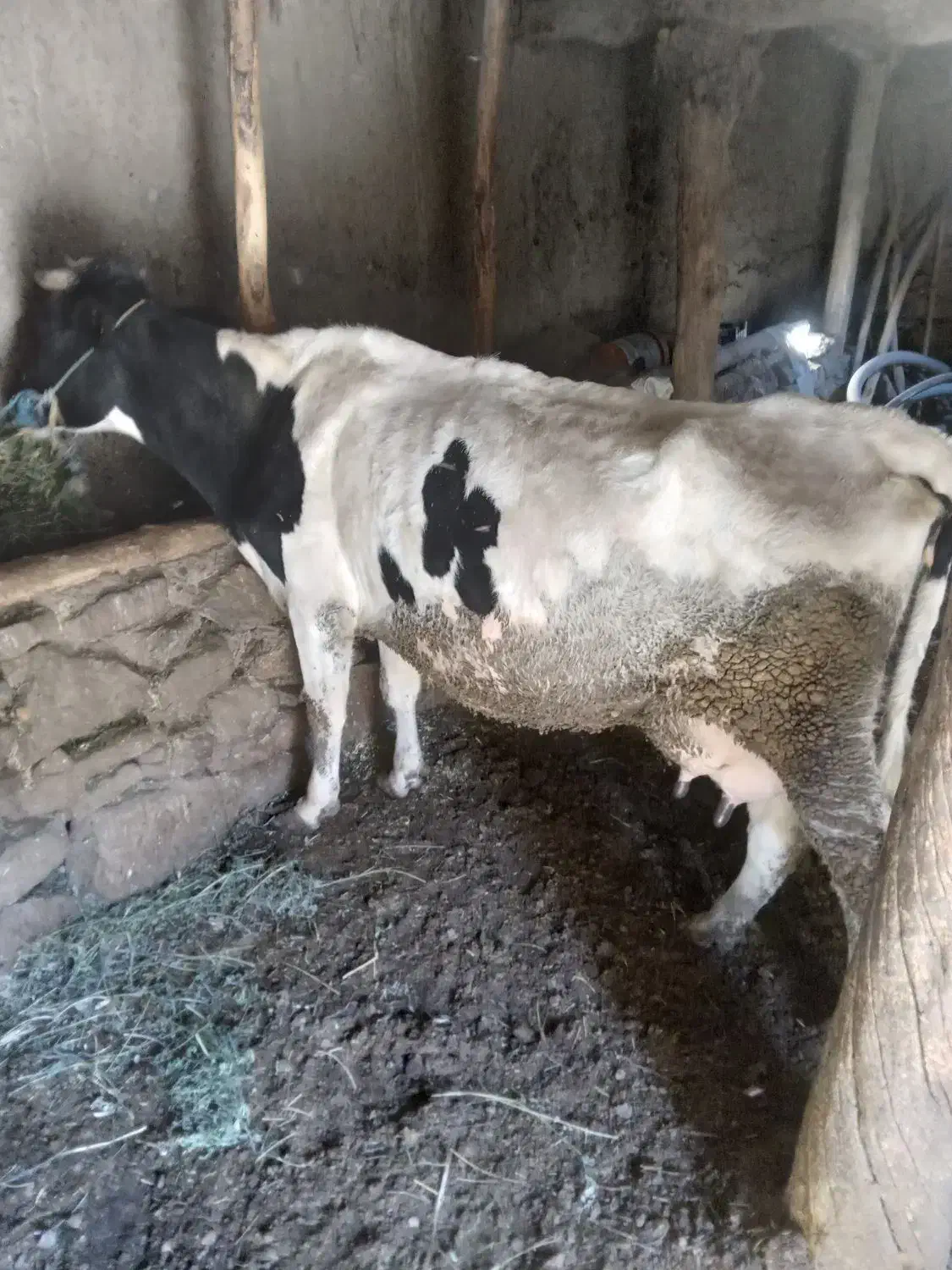 گاوشیری|حیوانات مزرعه|صومای برادوست, |دیوار