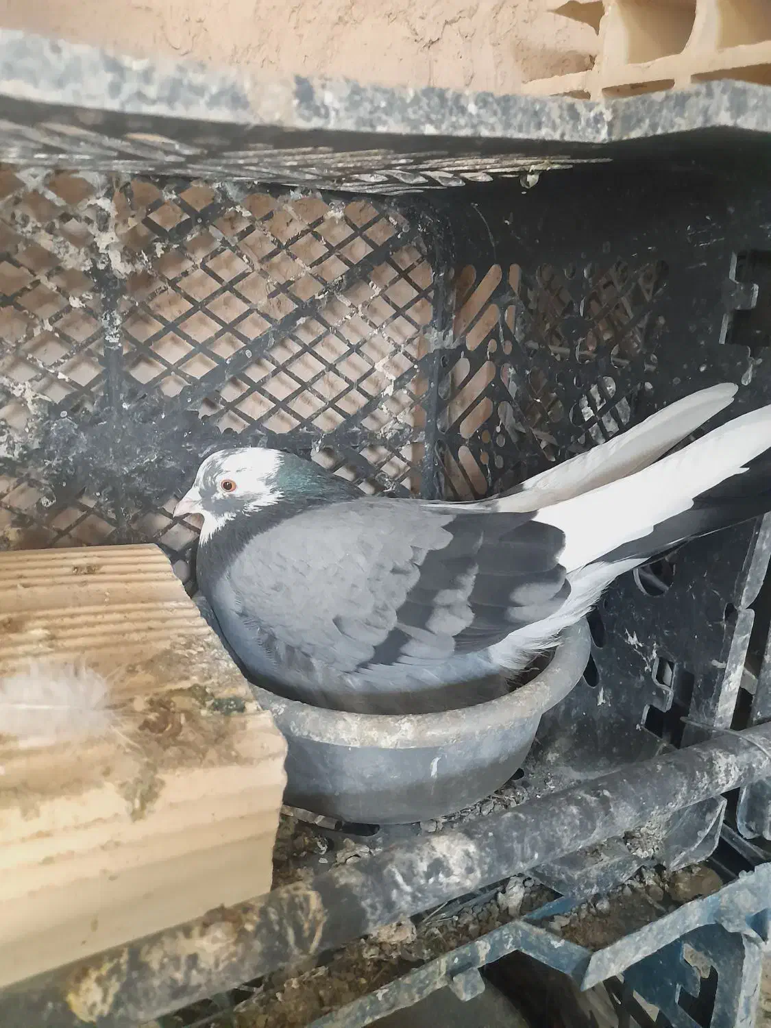 کفتر پرشی|پرنده|قم, ولیعصر|دیوار