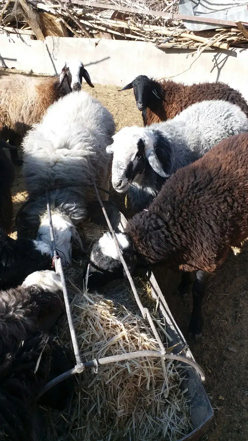 بره|حیوانات مزرعه|خضر آباد, |دیوار