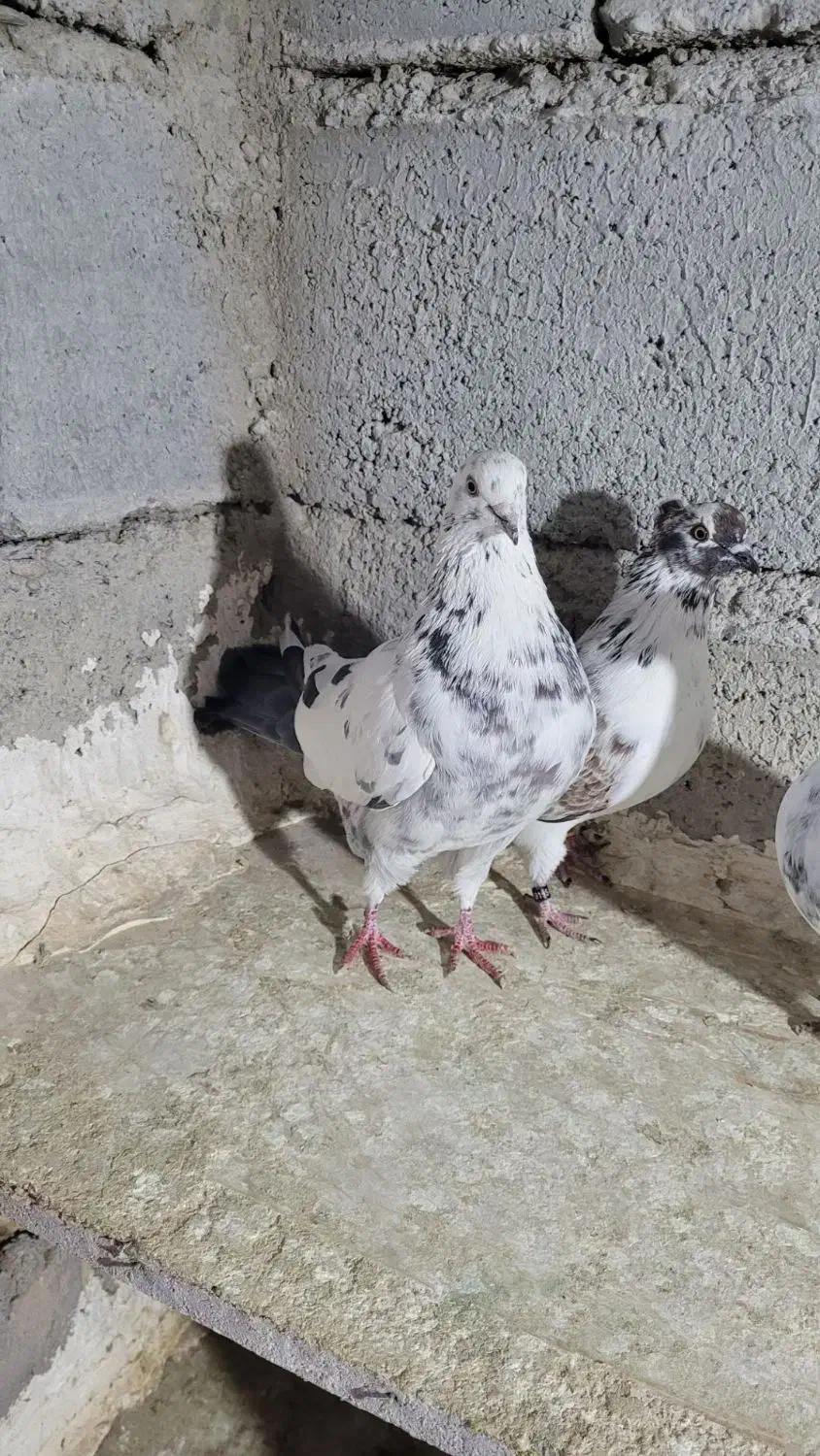 فروش ۸ عدد کار درست|حراج|شاهرود, |دیوار