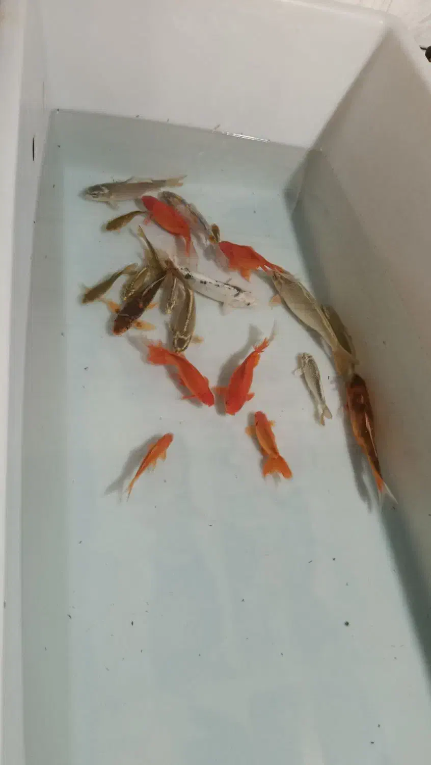 ماهی قرمز کله شیری و کوی و کپور|ماهی|خمینی‌شهر, |دیوار