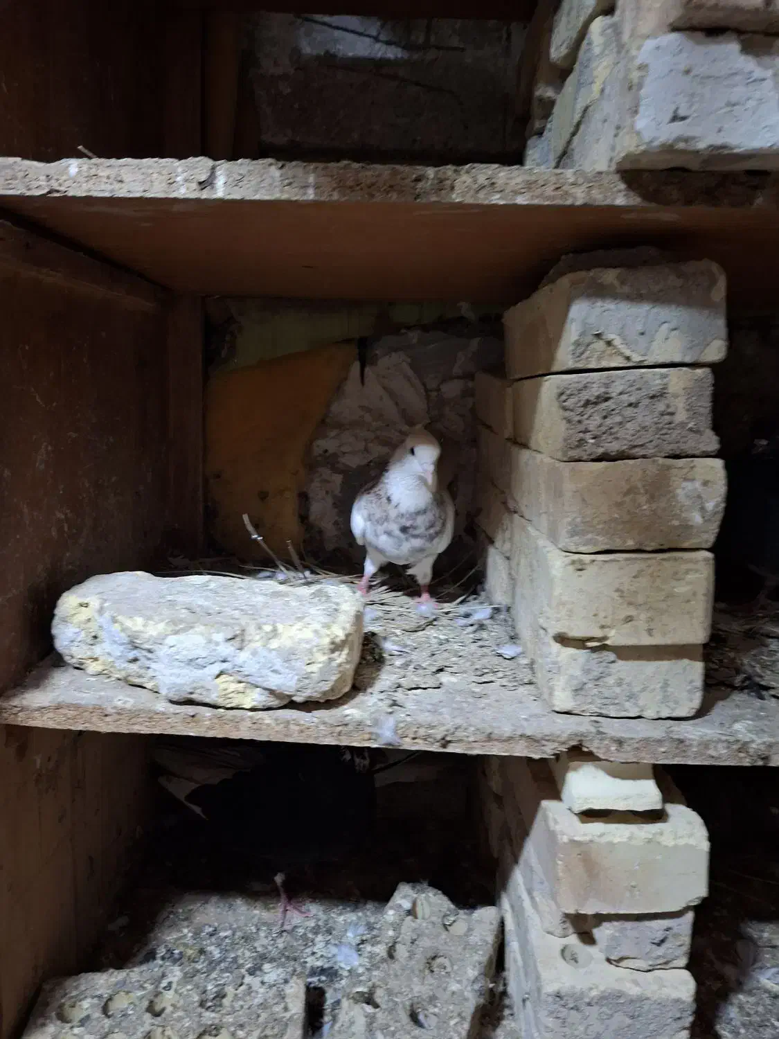 کبوتر|پرنده|خرمشهر, |دیوار