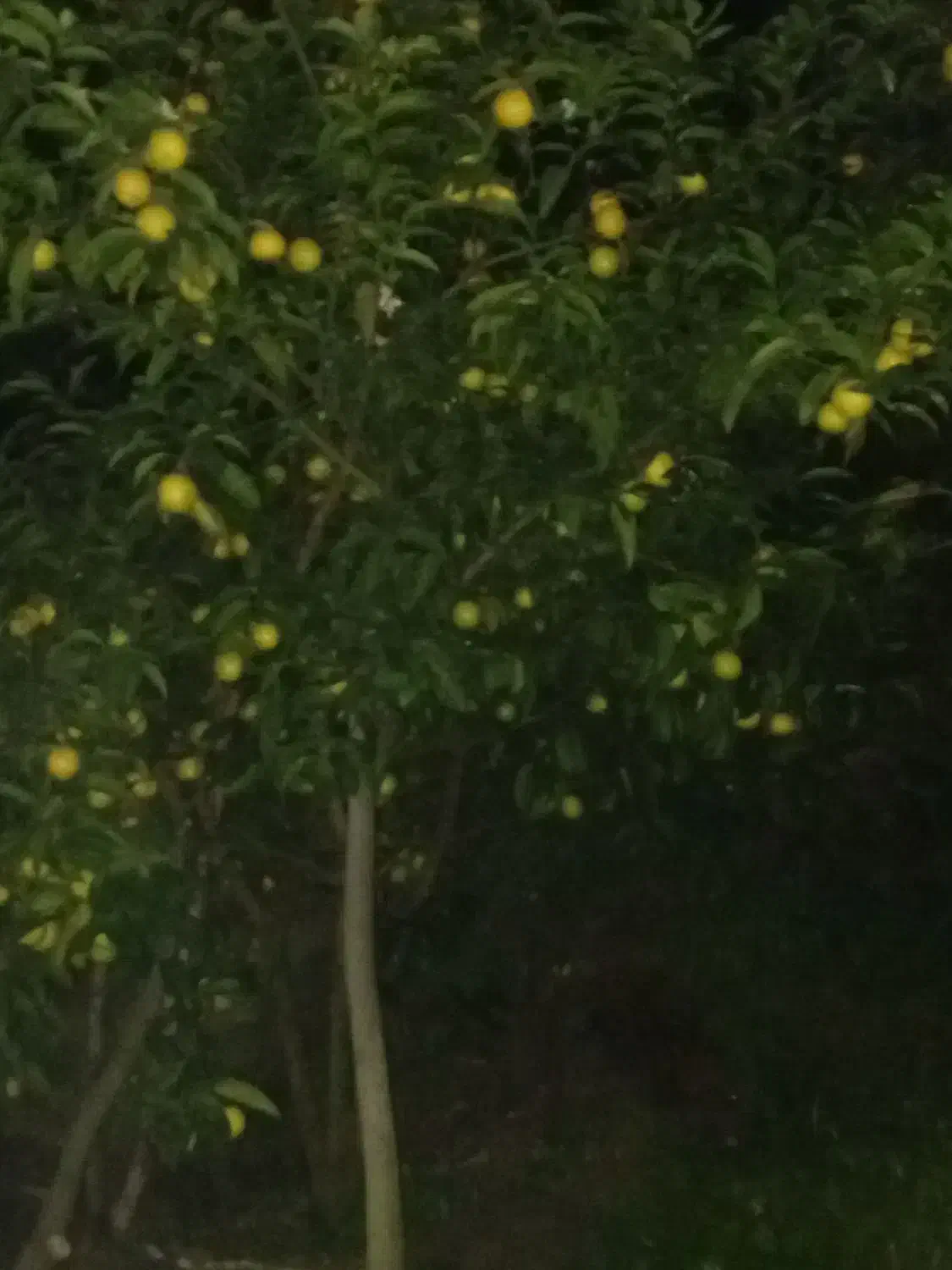 زمین مسکونی در طرح هادی ۲۳۰۰متر|فروش زمین و ملک کلنگی|لیسار, |دیوار