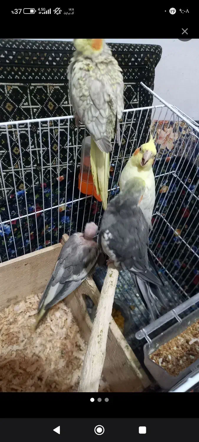 چهار عدد عروس هلندی دو نر دو ماده|پرنده|لاهیجان, شهید آوینی|دیوار