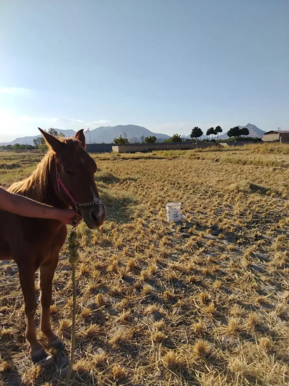 اسب|اسب و تجهیزات اسب‌سواری|مبارکه, |دیوار