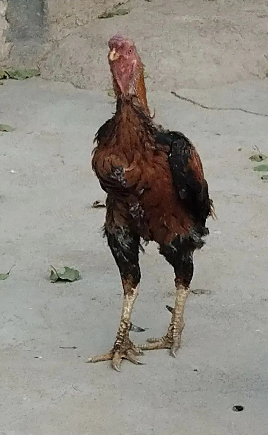 خروس لاری|حیوانات مزرعه|مهربان, |دیوار