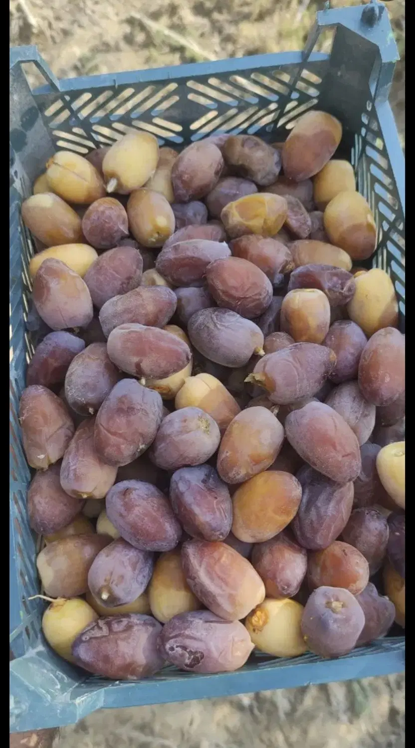 رطب|خوردنی و آشامیدنی|بوشکان, |دیوار