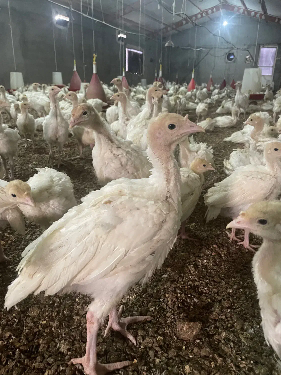 جوجه بوقلمون‌ بیوتی۶ یک‌ ماهه|حیوانات مزرعه|مشهد, اسماعیل آباد|دیوار