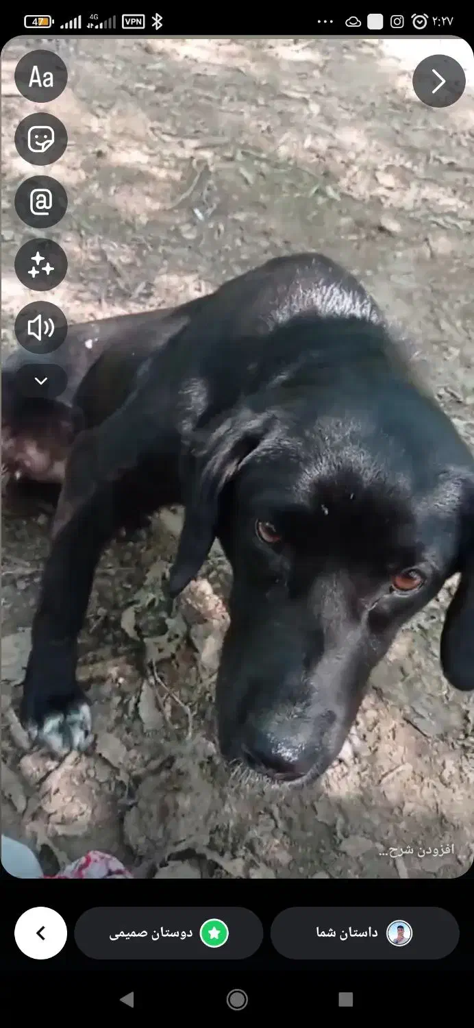 سگ گم شده|حیوانات|کلاله, |دیوار