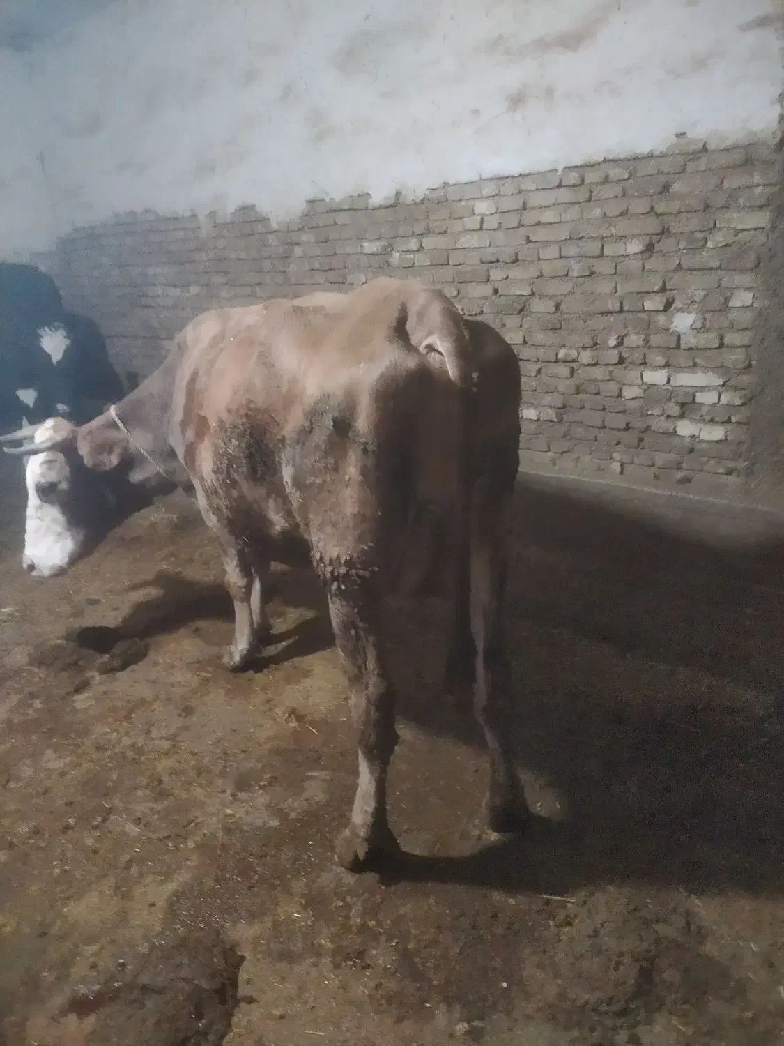 گاو|حیوانات مزرعه|فارسان, |دیوار