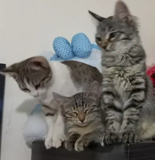 بچه گربه جهت واگذاری|گربه|خلخال, |دیوار