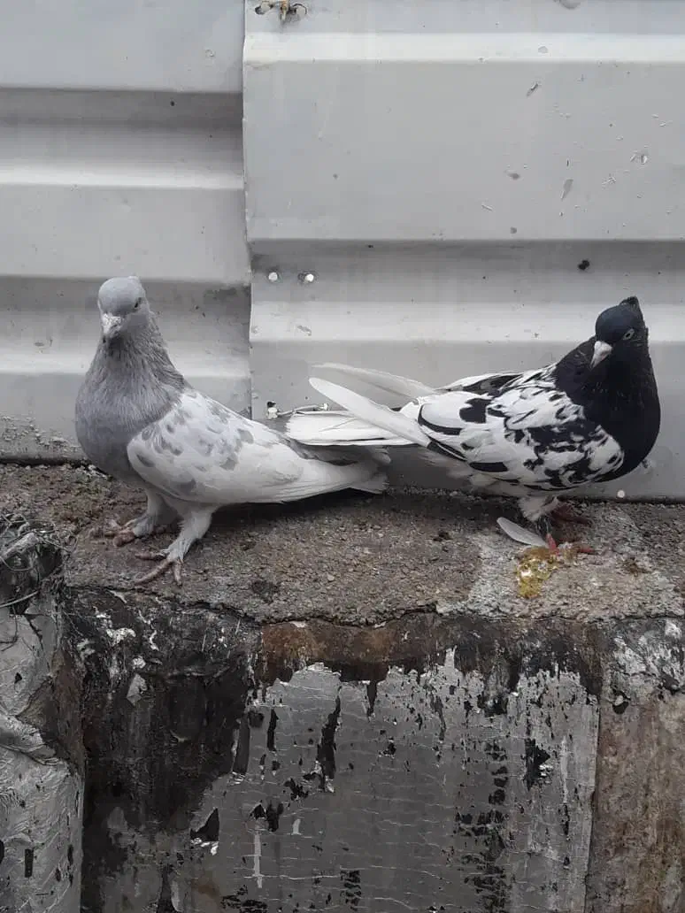 کبوتر|پرنده|شیراز, احمدآباد|دیوار