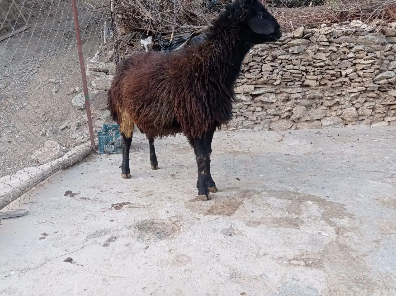 شیشک نر|حیوانات مزرعه|مریوان, |دیوار