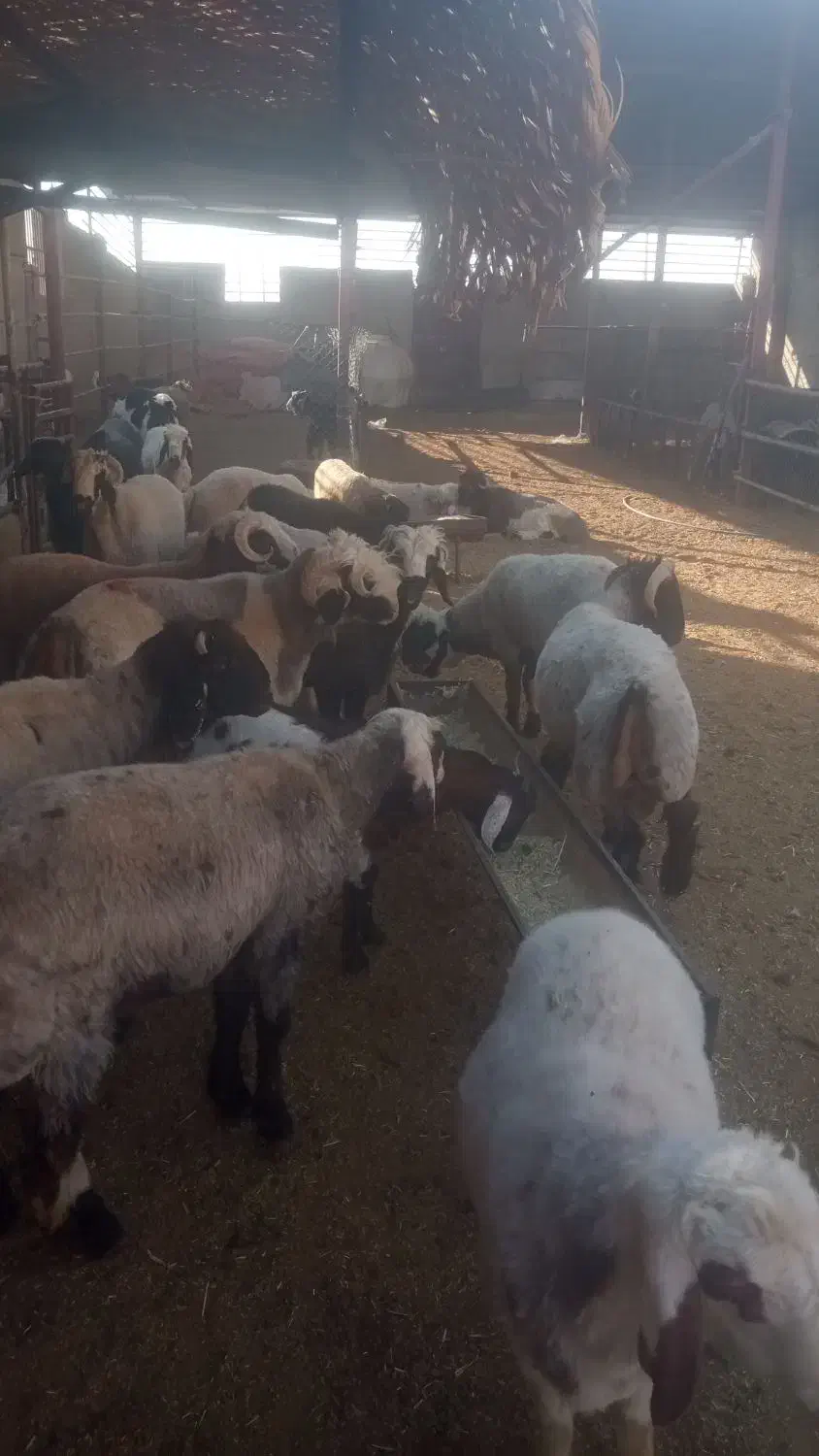 با سلام بره چاق پرواری گوشتی به فروش میرسد|حیوانات مزرعه|مرودشت, مجد آباد|دیوار