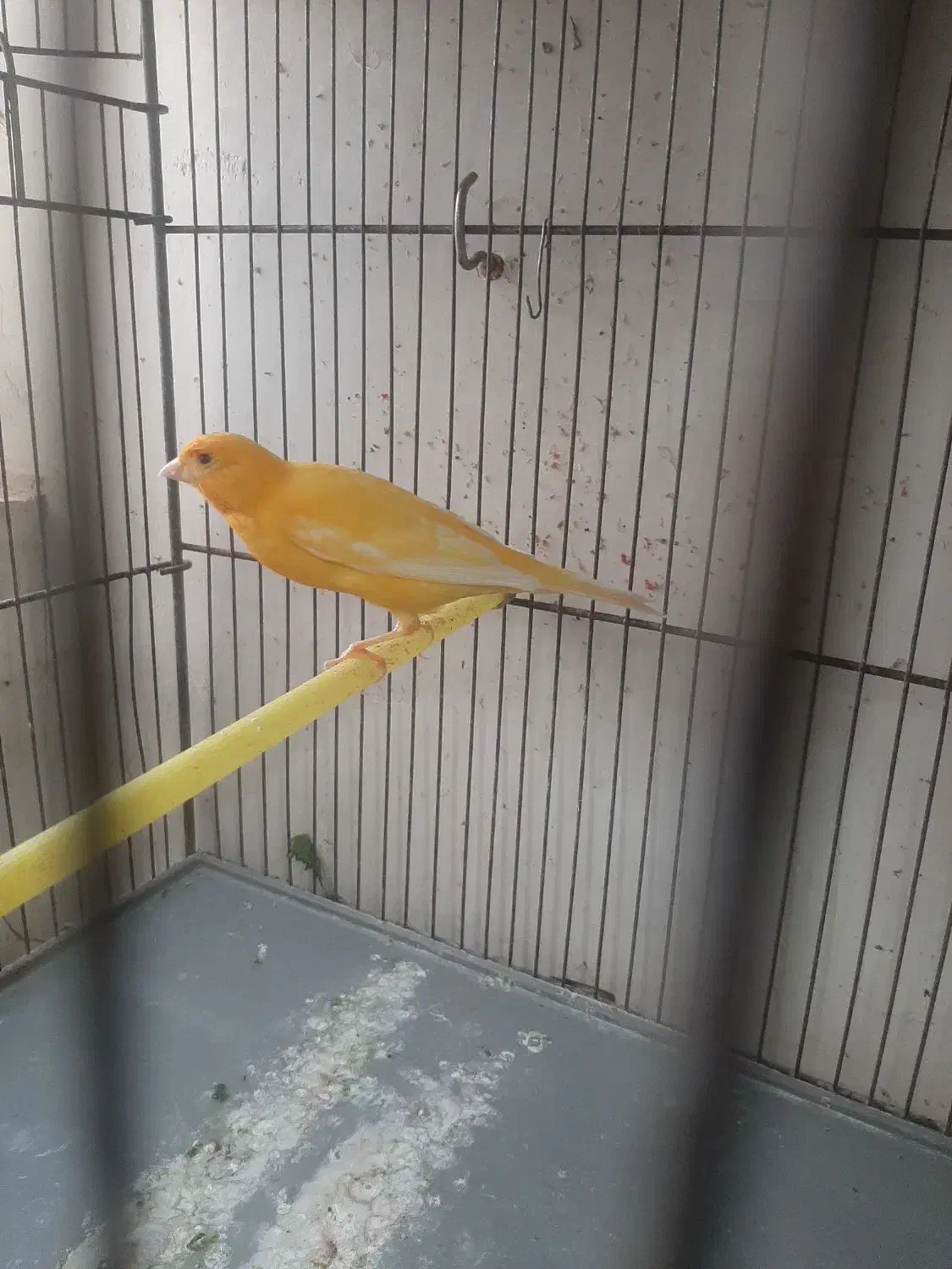 تعدادی قناری ماده|پرنده|ابهر, |دیوار