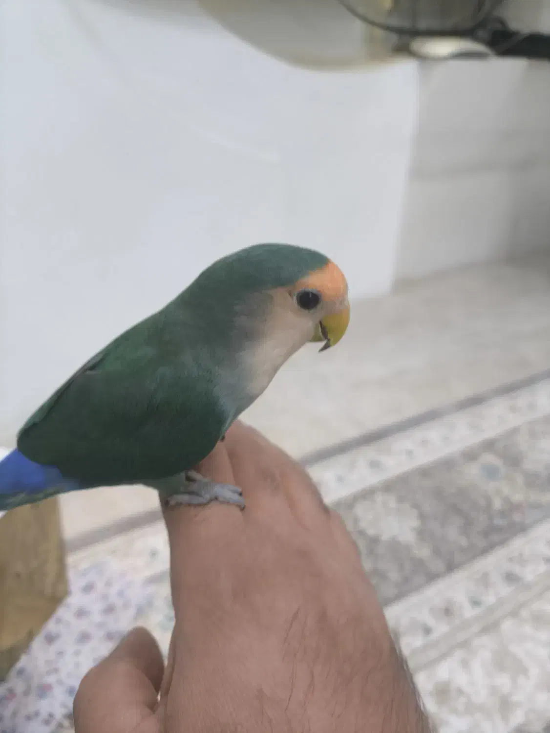 طوطی برزیلی|پرنده|پیرانشهر, |دیوار