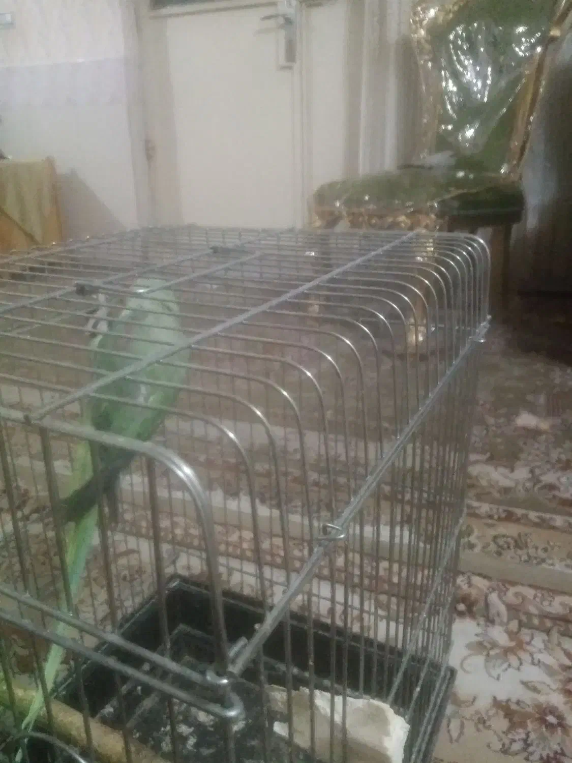 فروش شاه طوطی 9 ماهه بهترین  زمان برای اموزش|پرنده|بیرجند, |دیوار