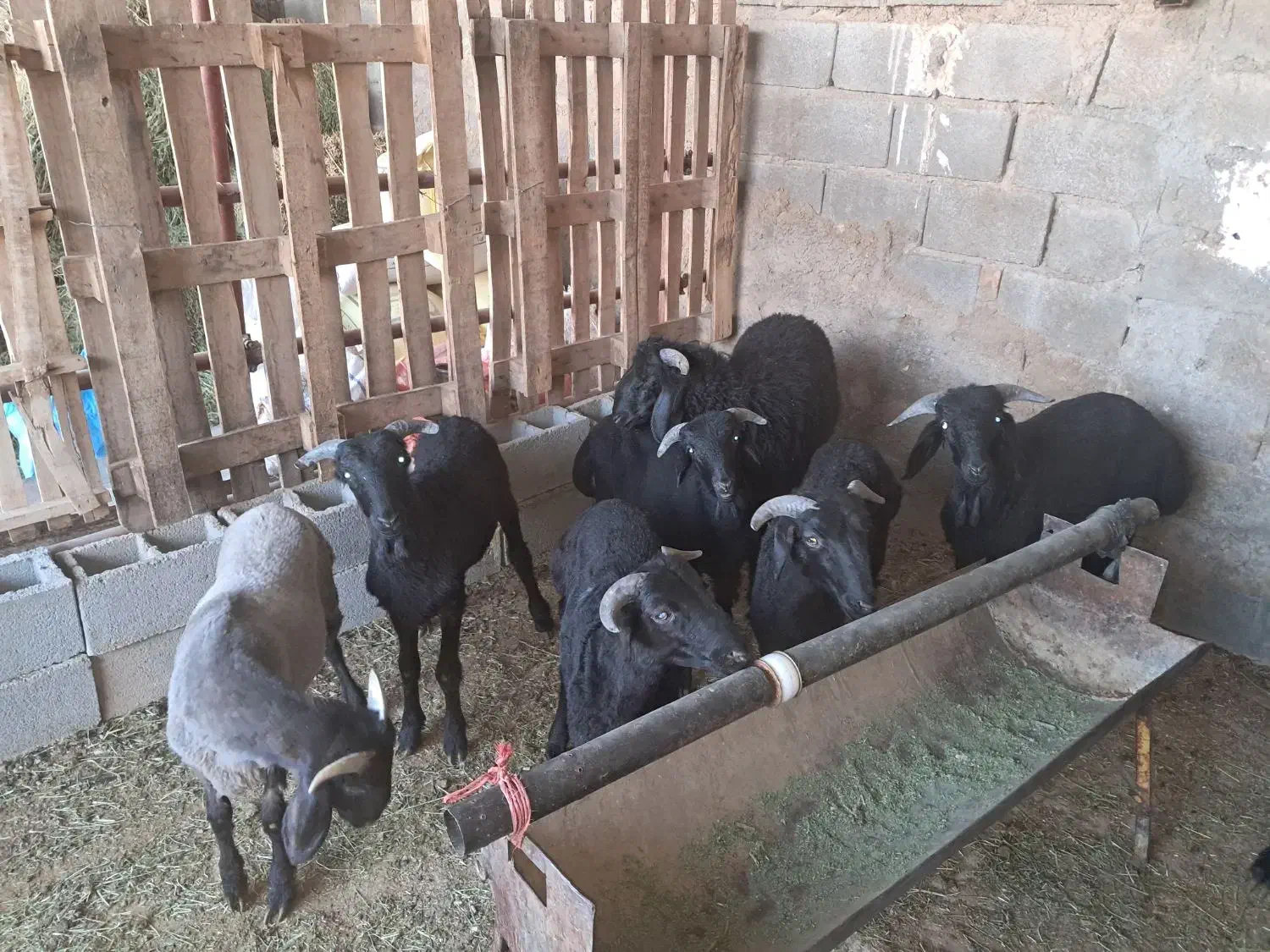 ۸ راس بره نر عروسک|حیوانات مزرعه|داراب, |دیوار