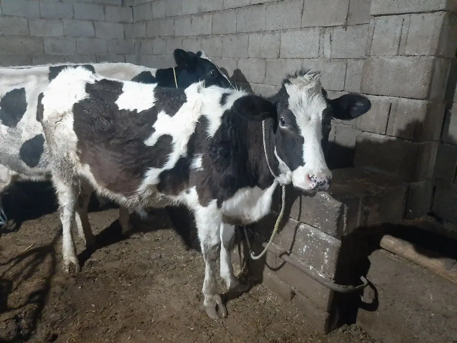 گوساله|حیوانات مزرعه|ارومیه, |دیوار