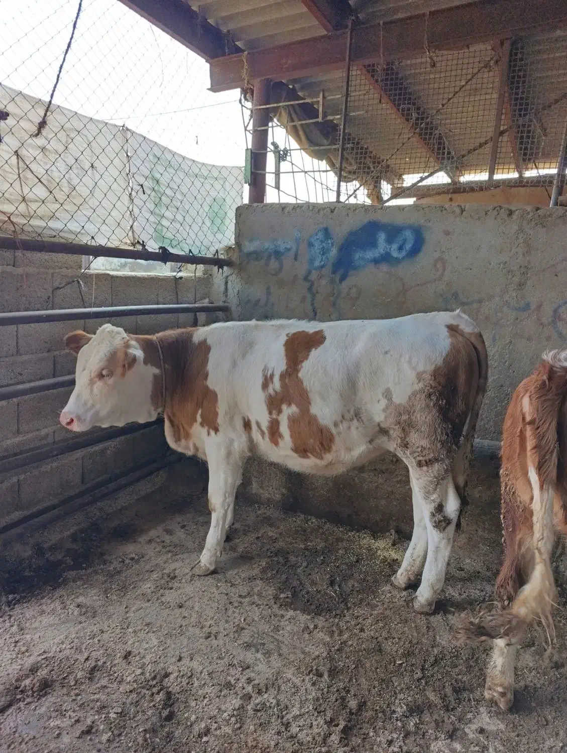 ۳۰۰م پول لازم دارم|خدمات مالی، حسابداری، بیمه|گنبد کاووس, |دیوار