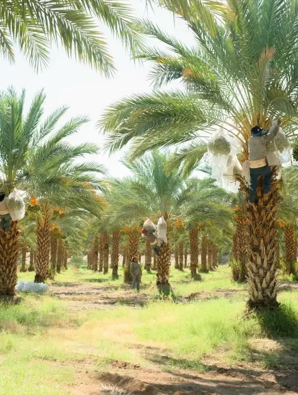 نخل اصلاح شده تنه دار مثمر و غیرمثمر|خدمات باغبانی و درختکاری|قم, بلوار امین و ساحلی|دیوار