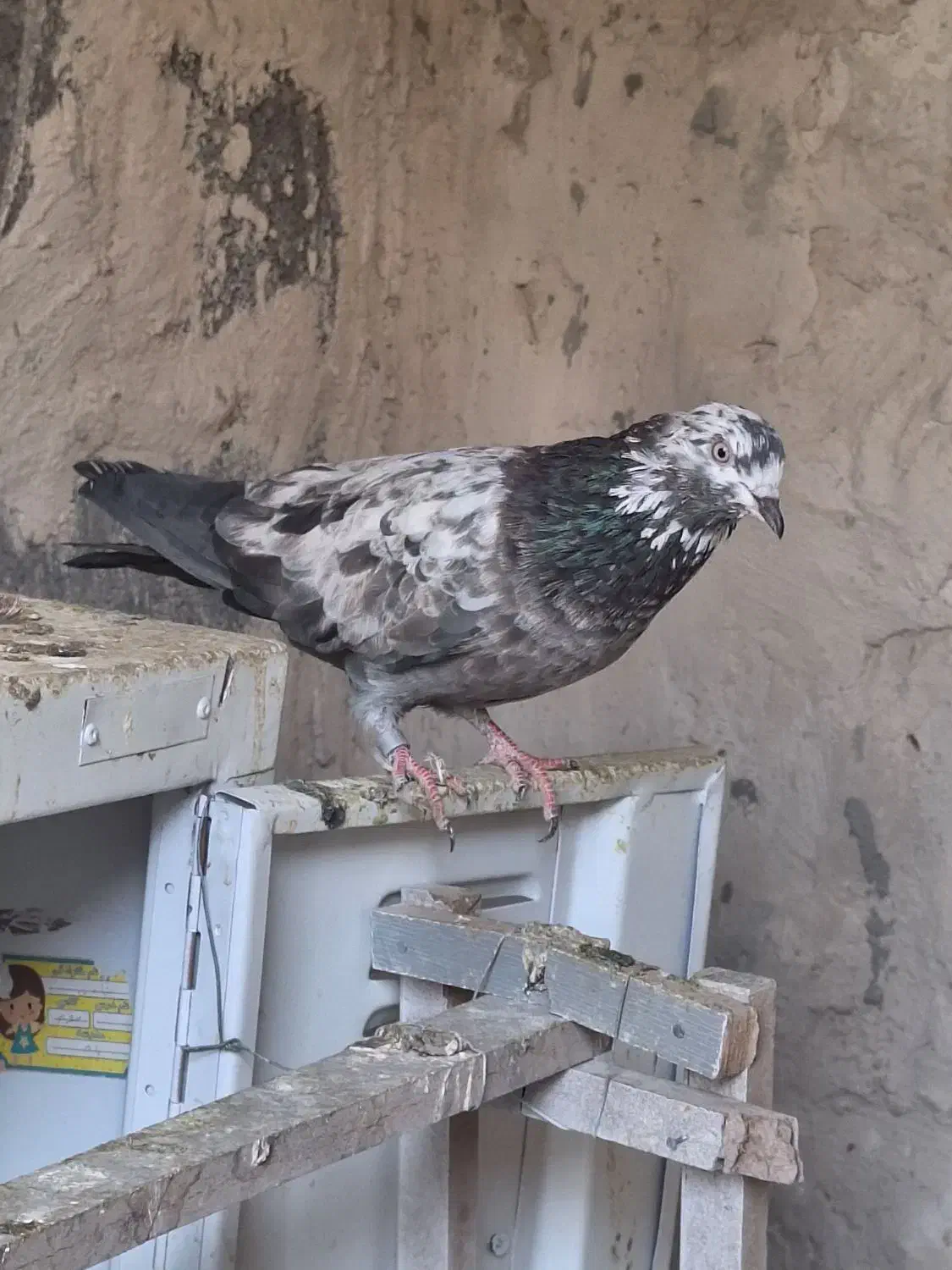 کبوتر|پرنده|چوار, |دیوار