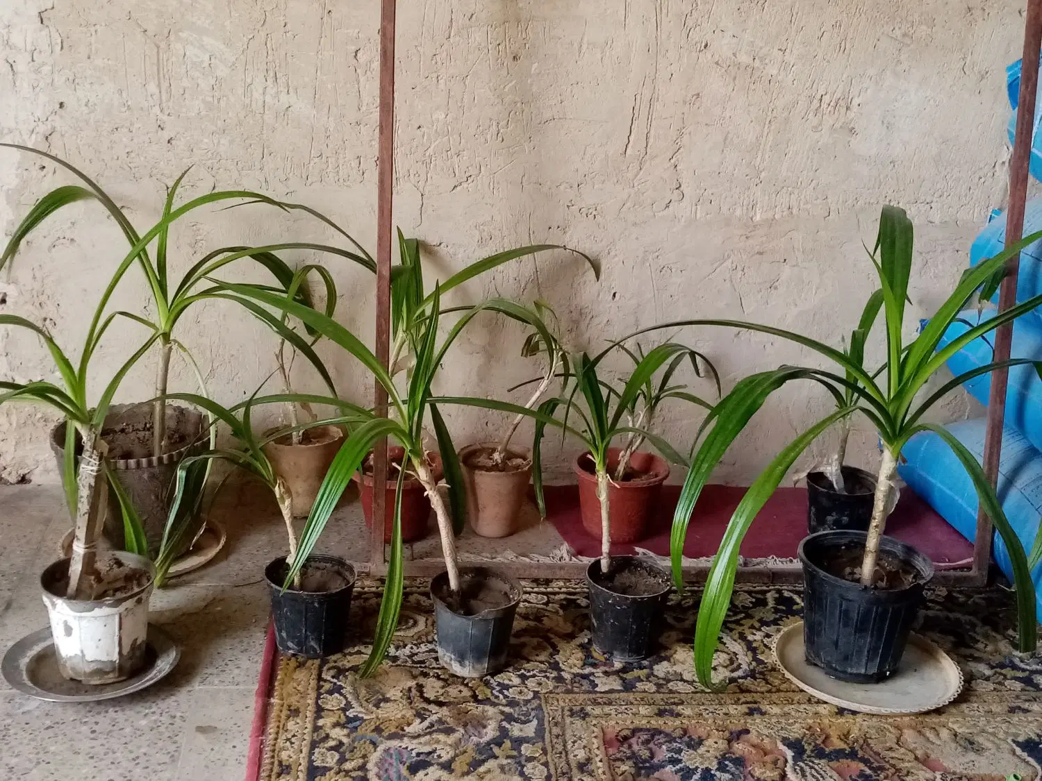 گل ذرتی|گل و گیاه طبیعی|سیدان, |دیوار