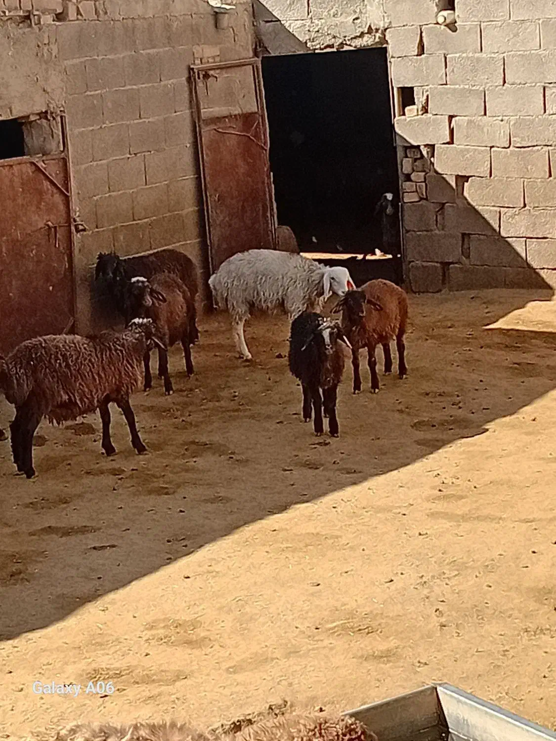 کار در دامداری|استخدام سرایداری و نظافت|چهاردولی, |دیوار