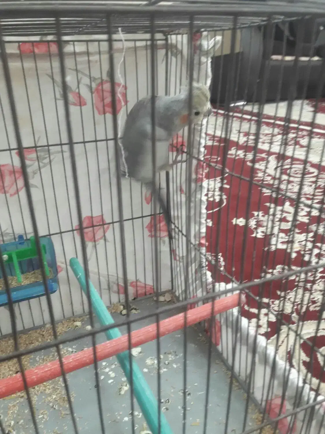 عروس هلندی|پرنده|کبودرآهنگ, |دیوار