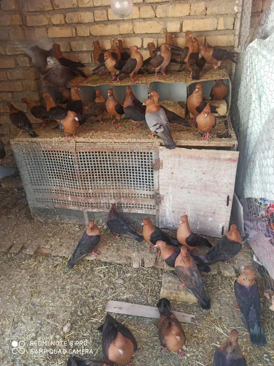 آرشینگل|پرنده|باغ بهادران, |دیوار