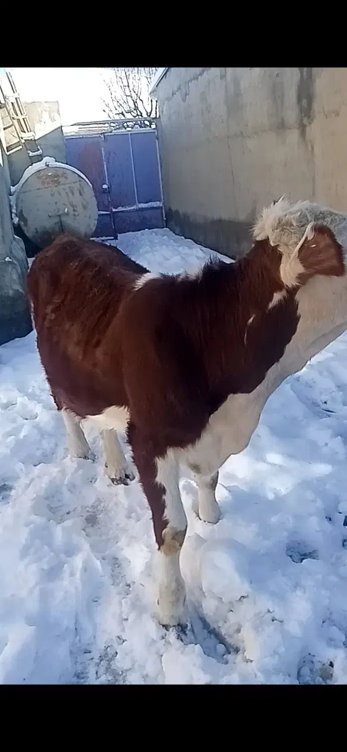 ننگون|حیوانات مزرعه|لاجان, |دیوار